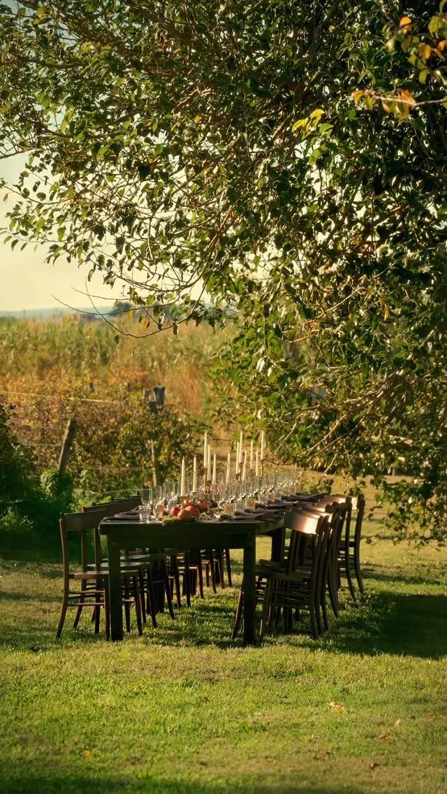 A long wooden farm table set with glassware and candles under a large tree in a vineyard.
