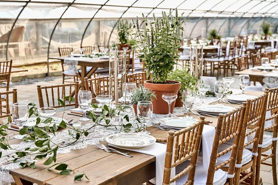 Potted green herbs in terracotta pots serve as centerpieces on a decorated wooden wedding table.