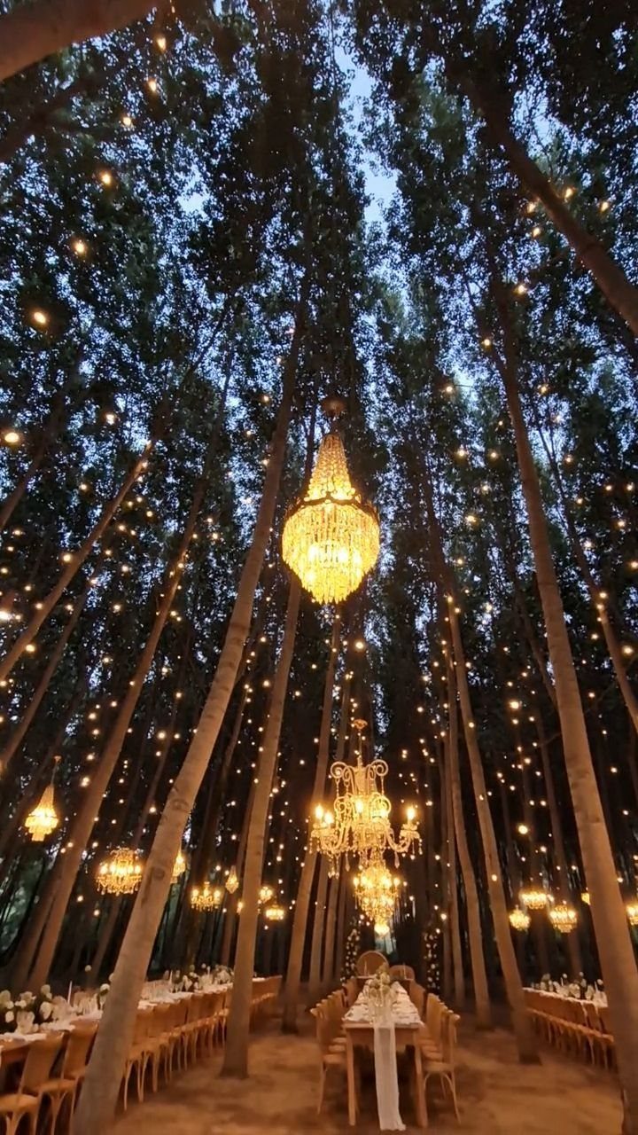 12 Forest Wedding Reception Ideas Under Lanterns and Light 3 Tall forest trees with hanging crystal chandeliers over long wooden dining tables at twilight.