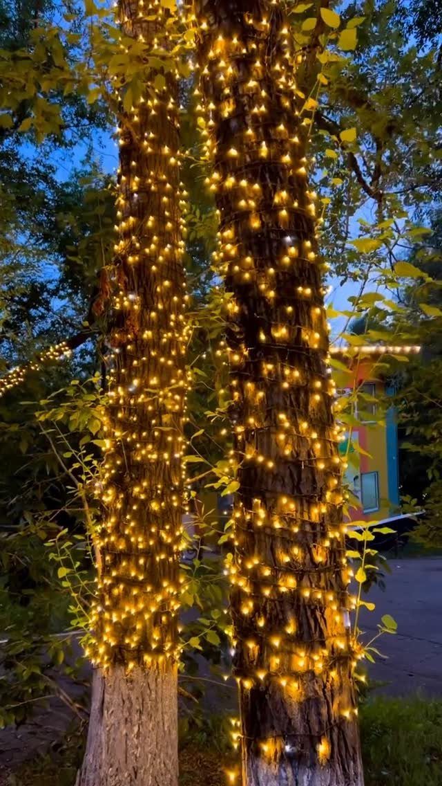 Two tree trunks wrapped in glowing warm white fairy lights at night.