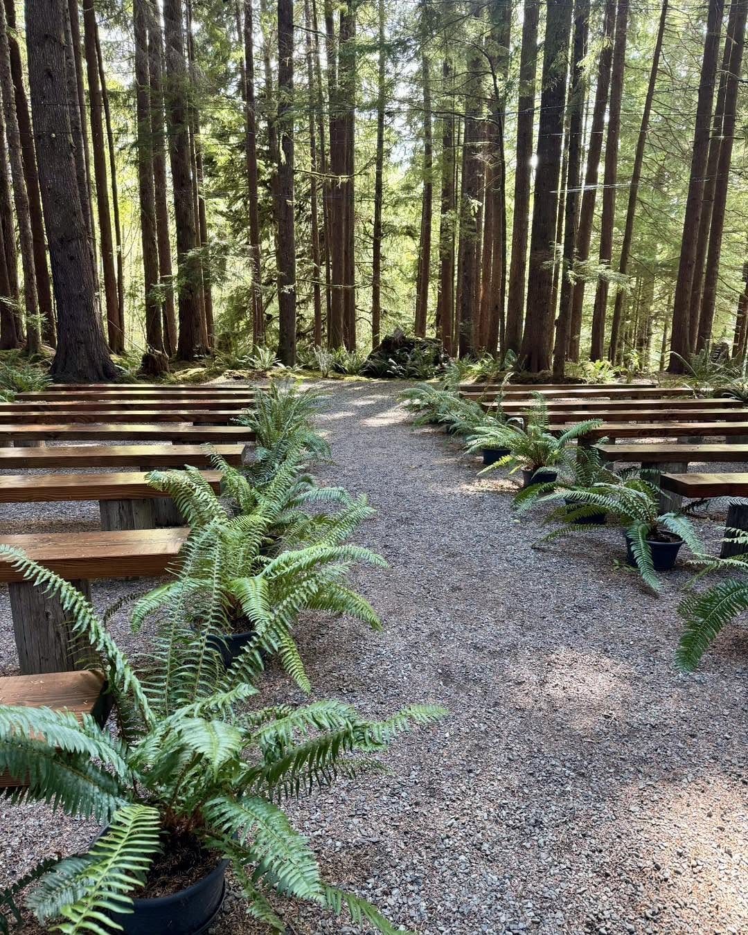 Twilight Forest Wedding Ideas: 10 Concepts for 2026 10 A gravel wedding aisle lined with potted ferns and wooden benches in a tall forest.