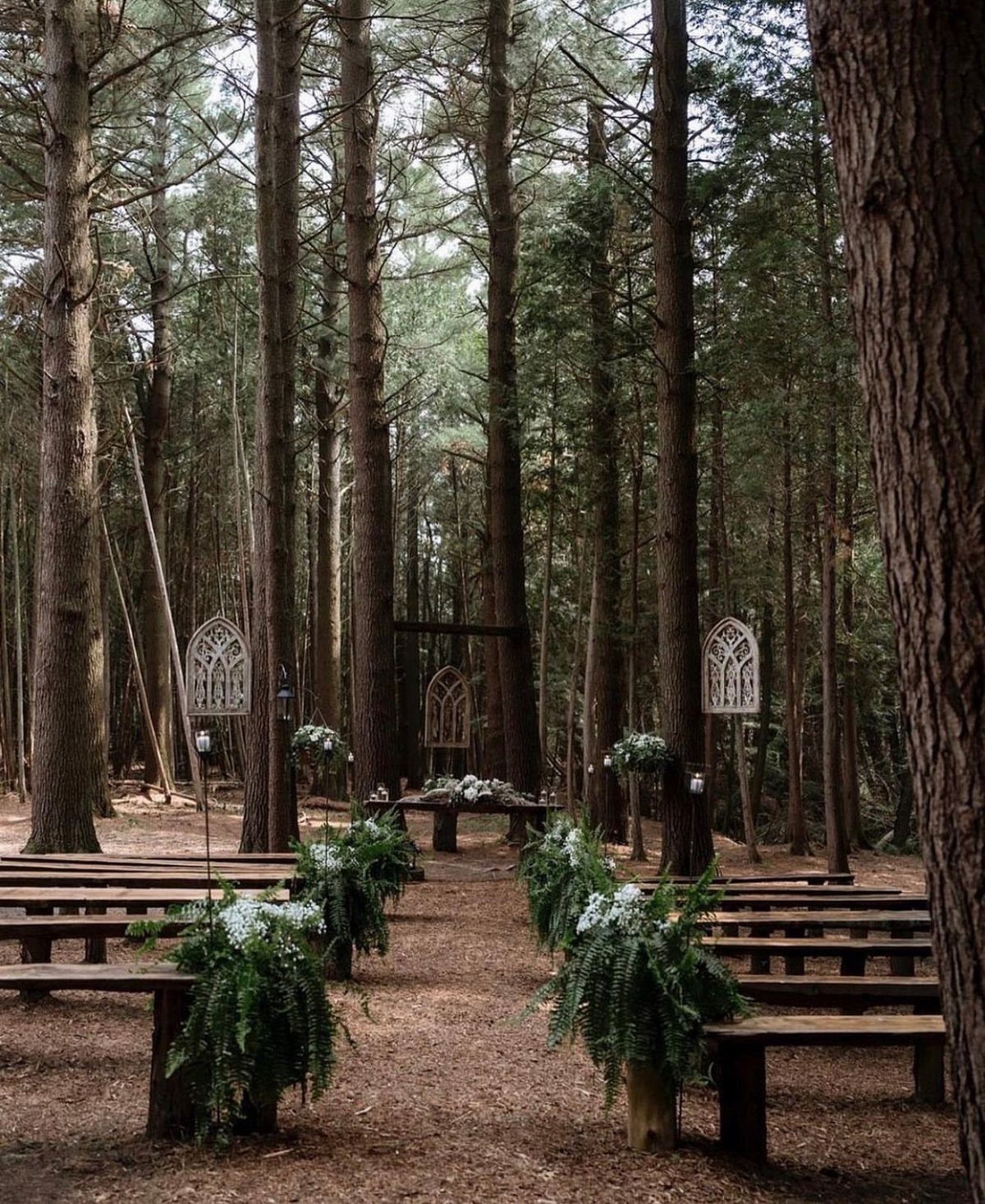 Twilight Forest Wedding Ideas: 10 Concepts for 2026 1 Wooden benches and white floral arrangements line a path in a tall pine forest ceremony setup.