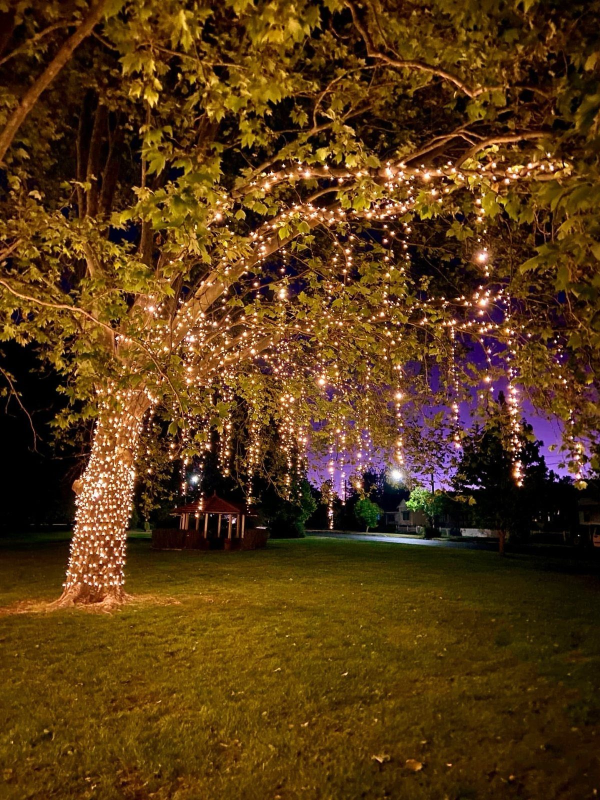 7 Wedding Tree Decorations That Work Outside the Ballroom 1 A large tree decorated with glowing warm white fairy lights wrapped around its trunk and hanging from branches.